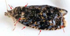 Olethreutes auricapitana