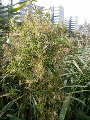 Epilobium hirsutum