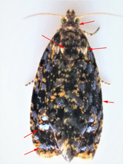 Olethreutes auricapitana