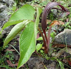 Arisaema costatum