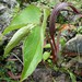 Arisaema costatum - Photo (c) Elizabeth Byers, some rights reserved (CC BY-NC), uploaded by Elizabeth Byers