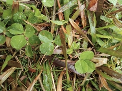 Medicago lupulina