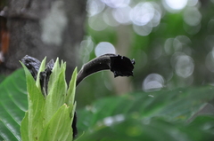 Ruellia anthracina