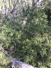 Afrocarpus gracilior