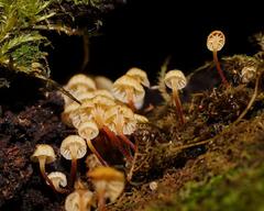 Xeromphalina leonina