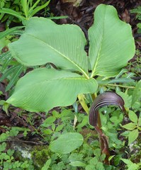 Arisaema costatum