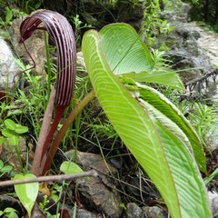 Arisaema costatum