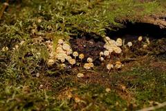 Xeromphalina leonina