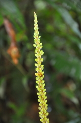 Prescottia cordifolia image