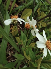 Bidens alba
