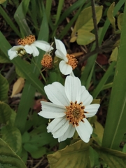 Bidens alba