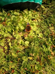 Vanessa atalanta