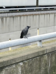 Corvus monedula
