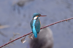 Alcedo atthis