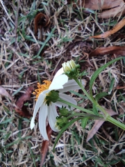 Bidens alba