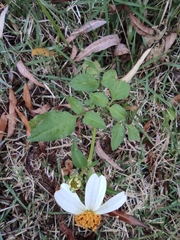 Bidens alba