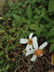 Bidens alba
