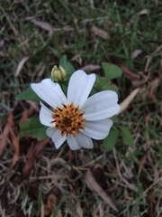Bidens alba