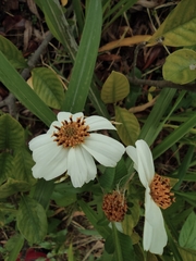 Bidens alba