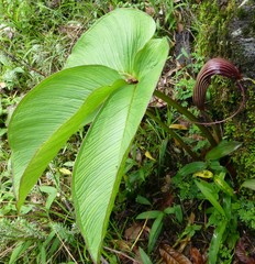 Arisaema costatum