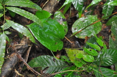 Prescottia cordifolia