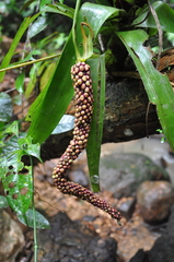 Anthurium kunthii