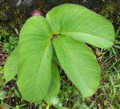 Arisaema costatum