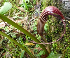 Arisaema costatum