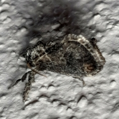 Euclea zygia