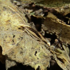 Erechthias chasmatias