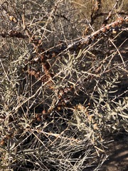 Ceroplastes irregularis