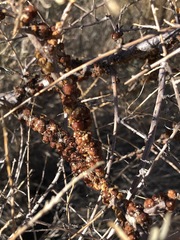 Ceroplastes irregularis