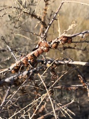 Ceroplastes irregularis