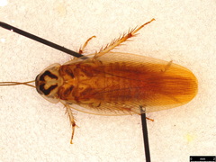 Johnrehnia solida