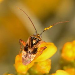 Polymerus