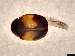 Diomus notescens