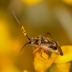 Polymerus