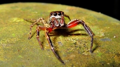 Coryphasia albibarbis