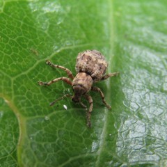 Brachyolus punctatus