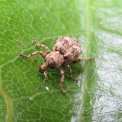 Brachyolus punctatus