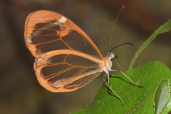 Greta morgane morgane