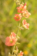Sphaeralcea incana