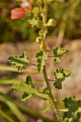 Sphaeralcea incana