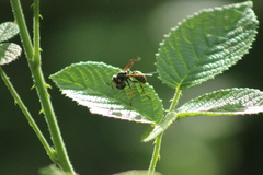 Polistes cinerascens