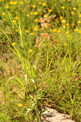Sphaeralcea incana