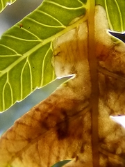 Phytoliriomyza tearohensis