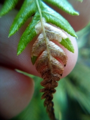 Phytoliriomyza tearohensis