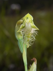 Calochilus robertsonii