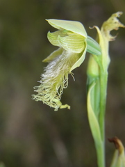 Calochilus robertsonii