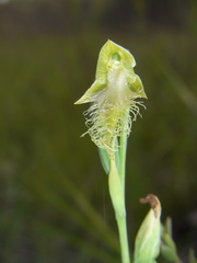 Calochilus robertsonii